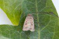 Mottled Rustic