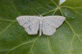 Lesser Cream Wave