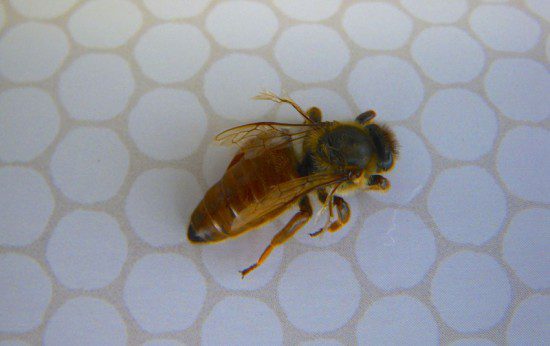 Dead Queen Bee