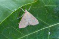 Ebulea crocealis