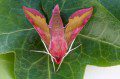 Small Elephant Hawkmoth