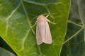 Smoky Wainscot