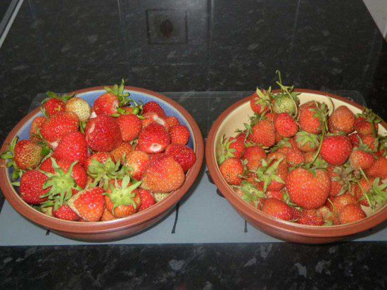 Fresh Strawberries from the Garden