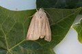 Striped Wainscot