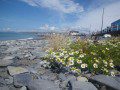Sunny Borth