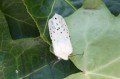White Ermine