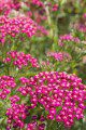 Achillea