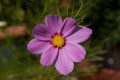 Aster