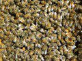 Bees