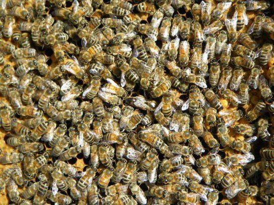 Bees