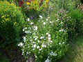 Campanula