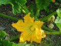 Courgette