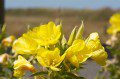 Evening Primrose