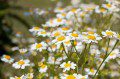 Feverfew