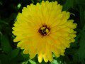Garden Flowers