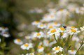 Fly on Feverfew