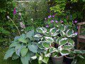 Hostas