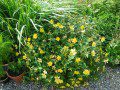 Hypericum