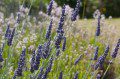 Lavendar