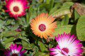 Mesembryanthemum