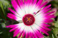 Mesembryanthemum