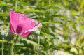 Poppy with Hover Fly