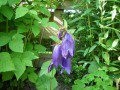 Purple Campanula