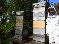 Hives