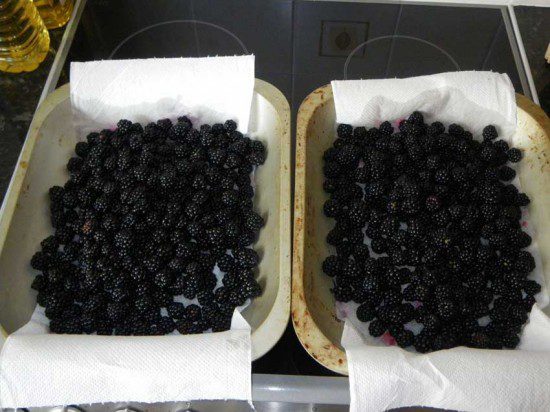Blackberries