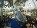 Blue Whale
