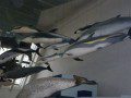 Cetaceans