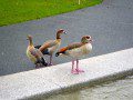 Ducks