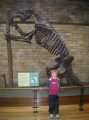 Ground Sloth