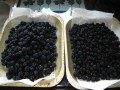 More Blackberries