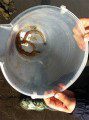 Worms
