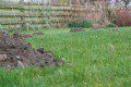 Getting rid of Moles