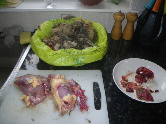 Pheasant