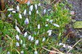 Crocuses