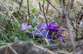 Crocuses