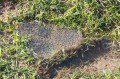 Frog Spawn