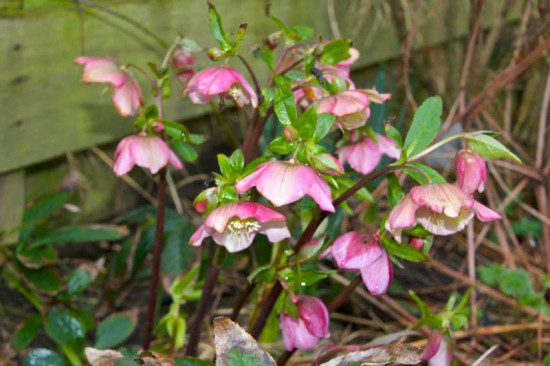 Hellebore