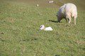 Spring Lamb