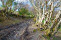 Muddy Path