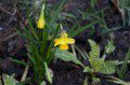 Narcissus