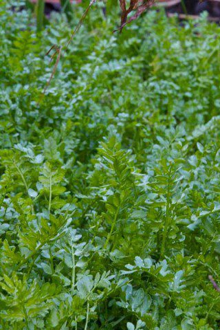 Sea of Green