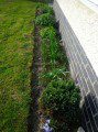 Alium Border