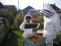 Bee Inspection