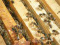 Bees