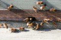 Bees Bringing in Pollen