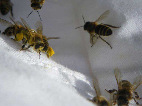 Bees with Pollen